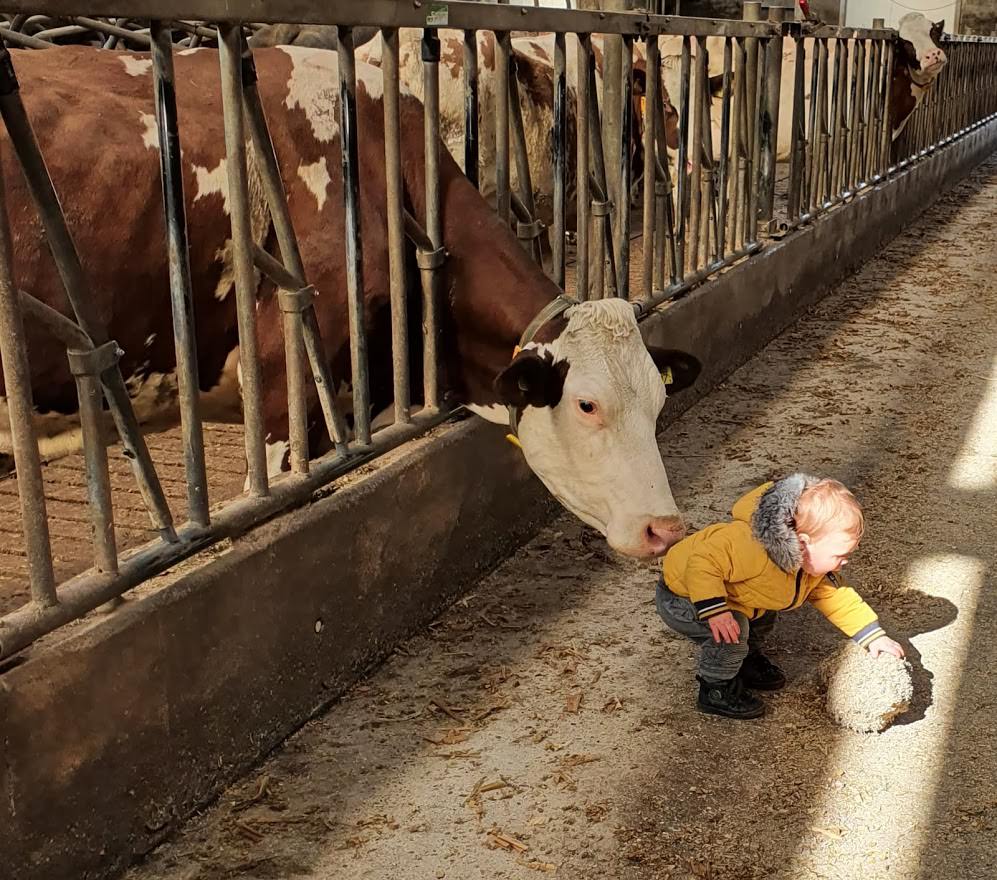 Meehelpen op de boerderij